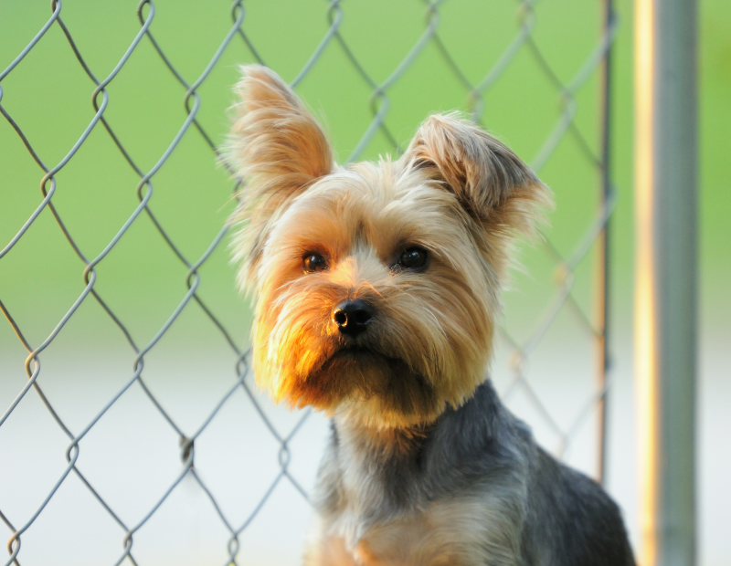 best fence solutions website image